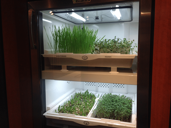 urban-cultivator-grow-after-one-week
