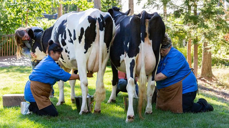 milking-cows-with-saba-wahid-chopped-finale